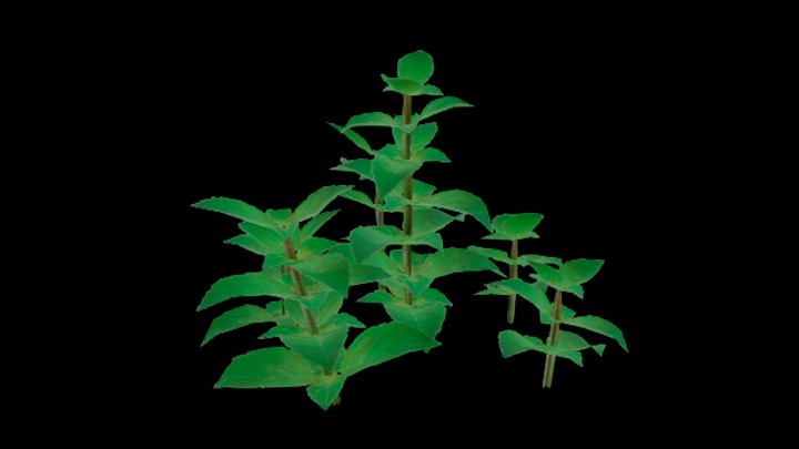 UE项目资源_模型资源_植物1655