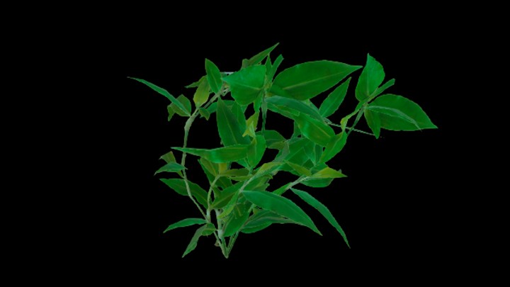 UE项目资源_模型资源_植物1658