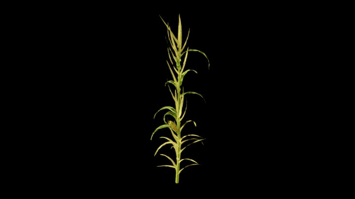 UE项目资源_模型资源_植物1693