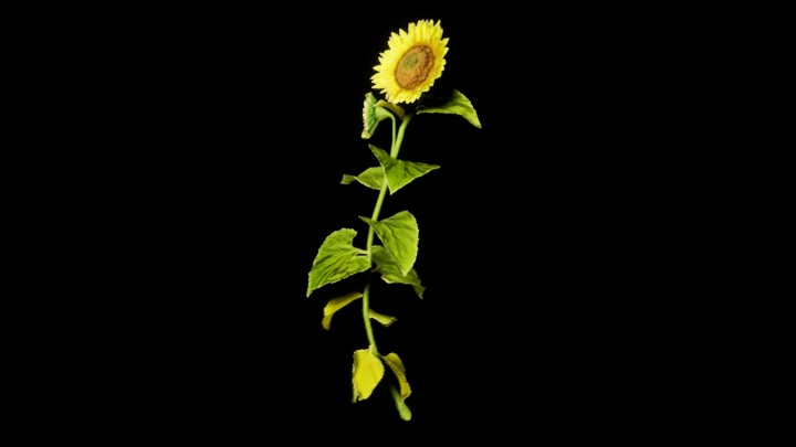 UE项目资源_模型资源_植物1703