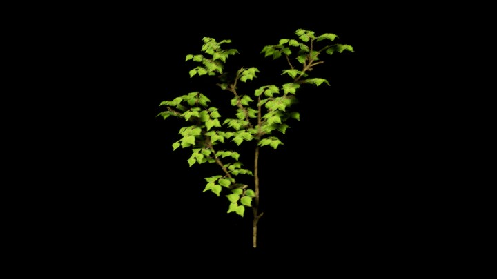 UE项目资源_模型资源_植物1709