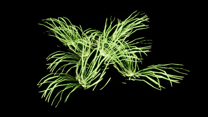 UE项目资源_模型资源_植物1720