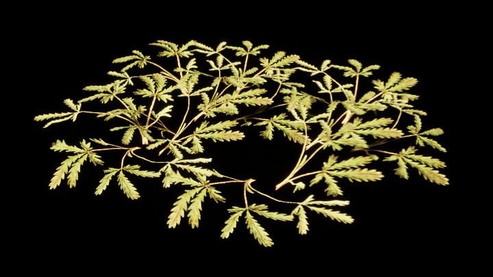 UE项目资源_模型资源_植物1729