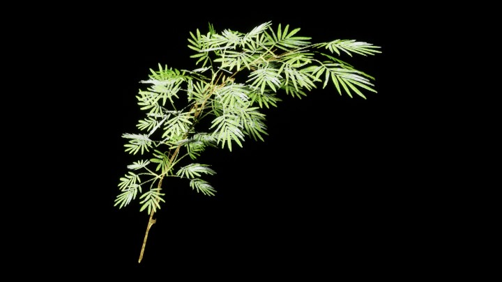 UE项目资源_模型资源_植物1731