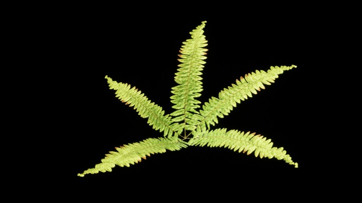 UE项目资源_模型资源_植物1733