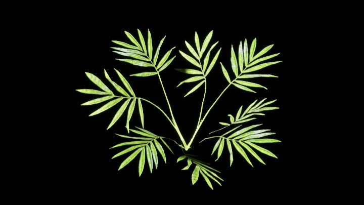 UE项目资源_模型资源_植物1734
