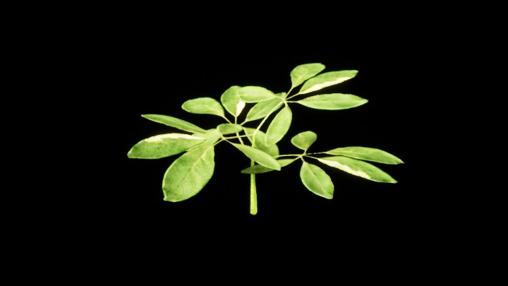 UE项目资源_模型资源_植物1735