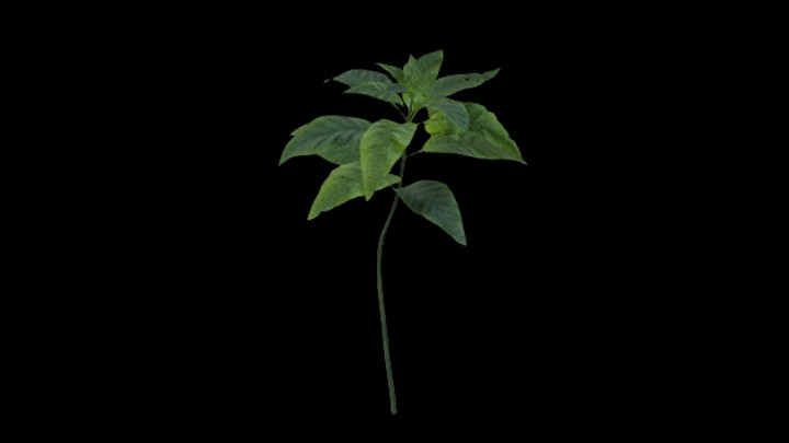 UE项目资源_模型资源_植物1757