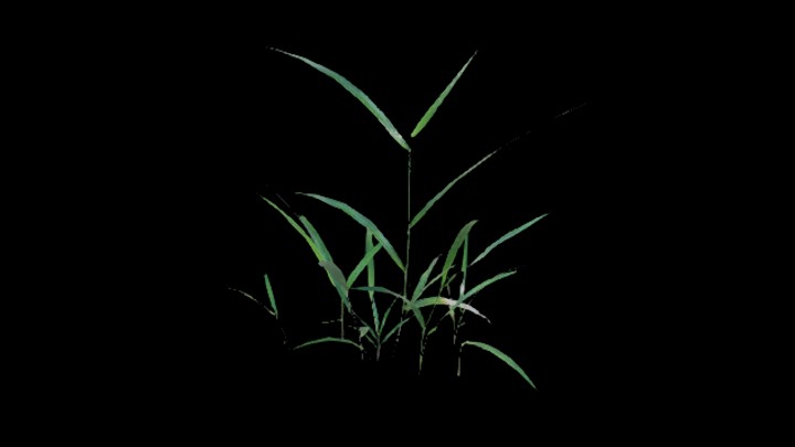 UE项目资源_模型资源_植物1766