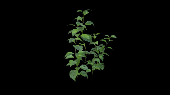 UE项目资源_模型资源_植物1777