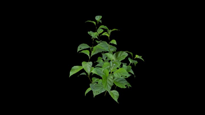 UE项目资源_模型资源_植物1778