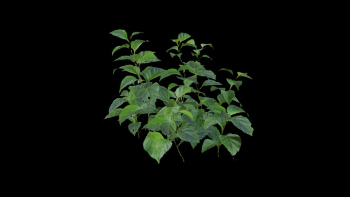 UE项目资源_模型资源_植物1779