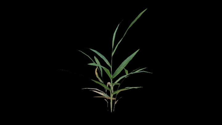 UE项目资源_模型资源_植物1798