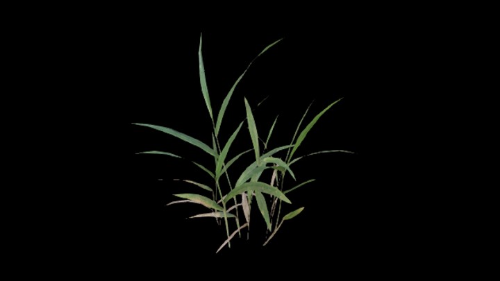 UE项目资源_模型资源_植物1799