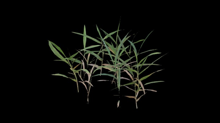 UE项目资源_模型资源_植物1801