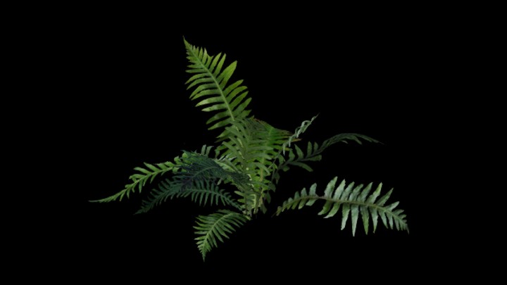 UE项目资源_模型资源_植物1805