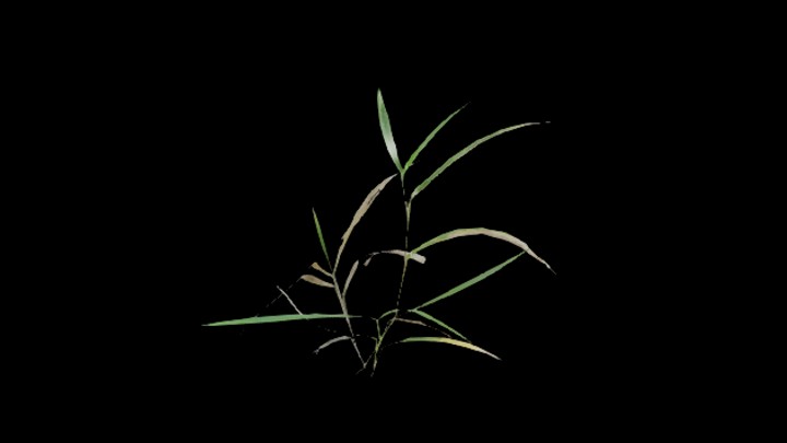 UE项目资源_模型资源_植物1826