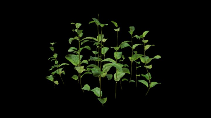 UE项目资源_模型资源_植物1840
