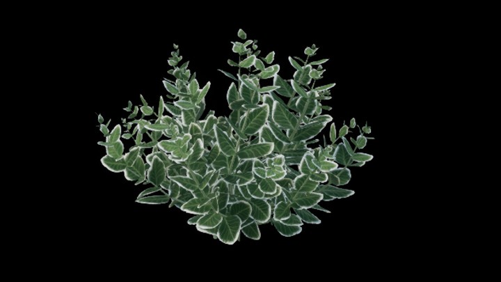 UE项目资源_模型资源_植物1845