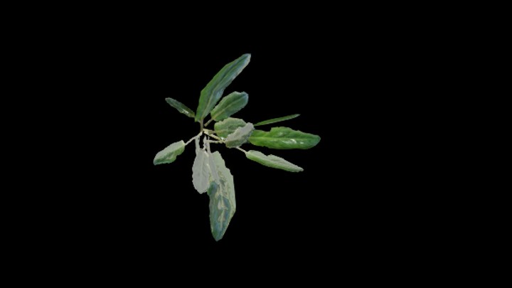UE项目资源_模型资源_植物1860