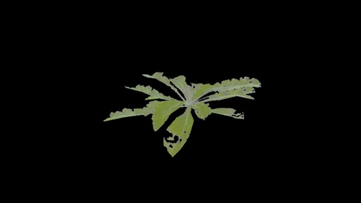 UE项目资源_模型资源_植物1879