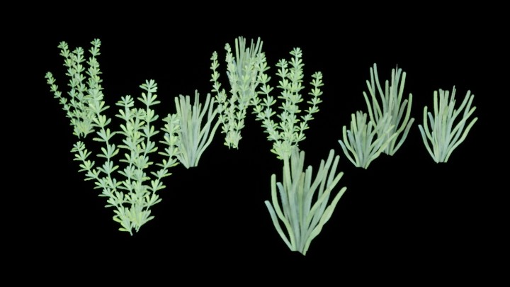 UE项目资源_模型资源_海草018