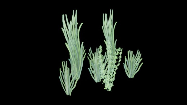 UE项目资源_模型资源_海草019