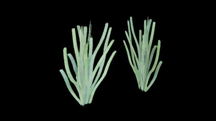 UE项目资源_模型资源_海草021