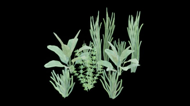 UE项目资源_模型资源_海草022