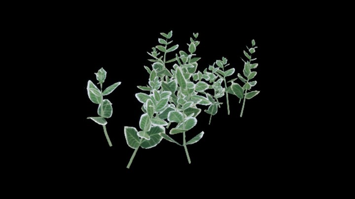 UE项目资源_模型资源_灌木119