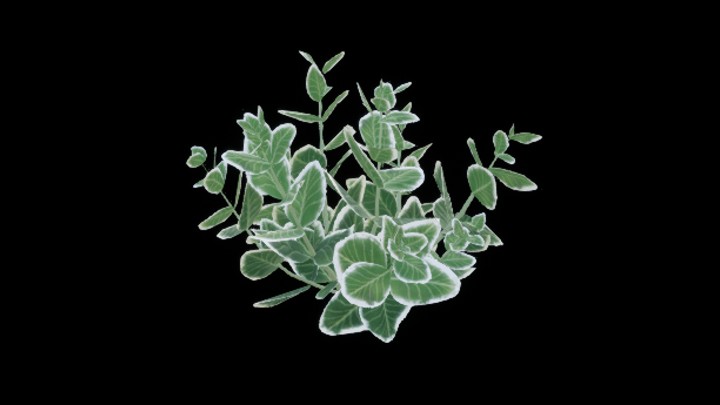 UE项目资源_模型资源_灌木120