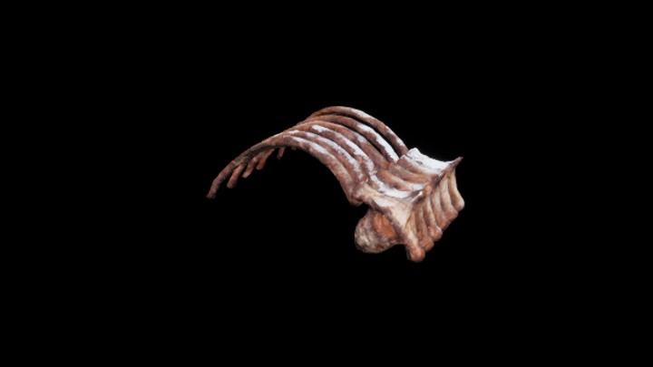 UE项目资源_模型资源_牛骨004