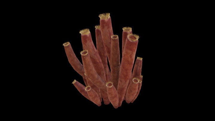 UE项目资源_模型资源_珊瑚208