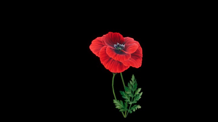 UE项目资源_模型资源_红花003