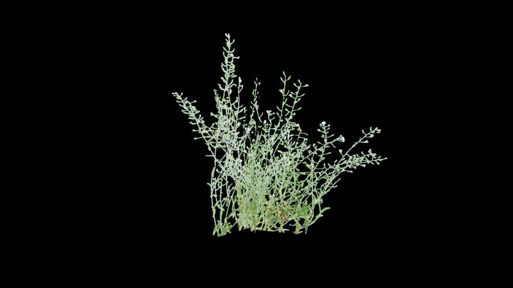 UE项目资源_模型资源_绿叶005