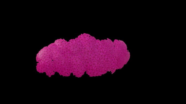 UE项目资源_模型资源_花902