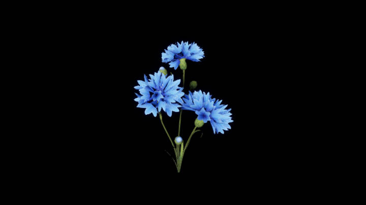 UE项目资源_模型资源_花904