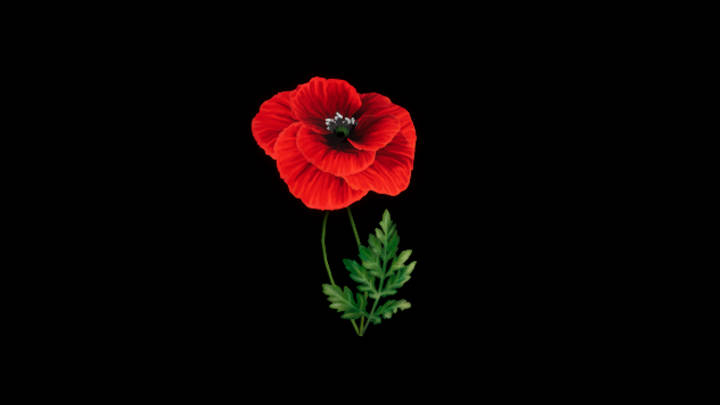 UE项目资源_模型资源_花916