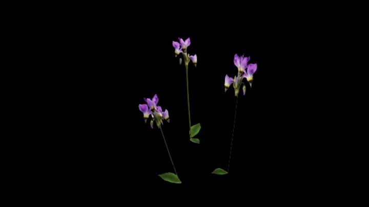 UE项目资源_模型资源_花952