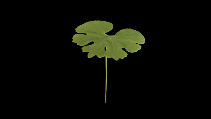 UE项目资源_模型资源_草1918