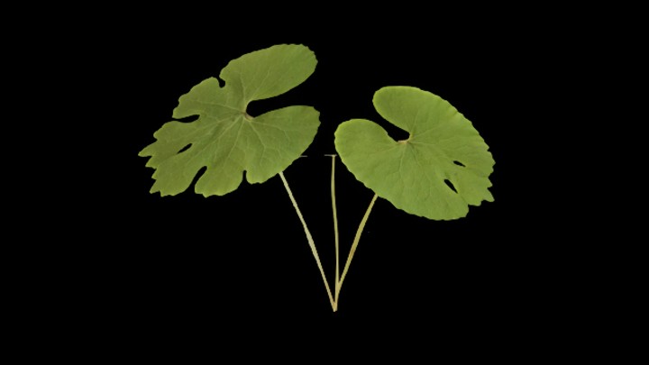 UE项目资源_模型资源_草1924