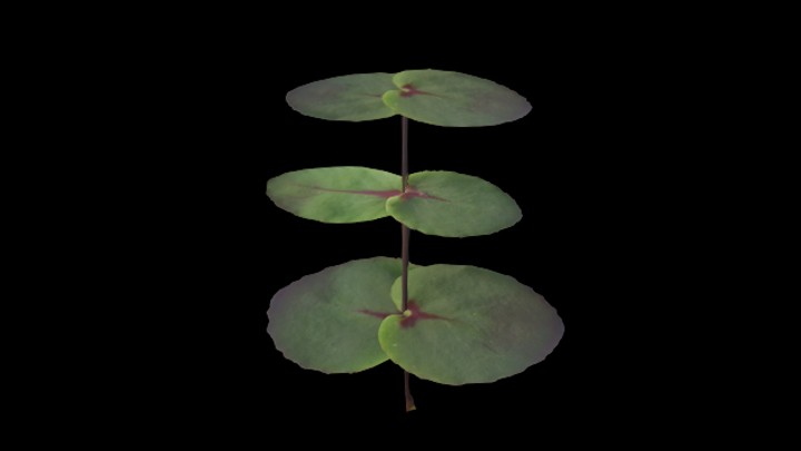 UE项目资源_模型资源_草1932