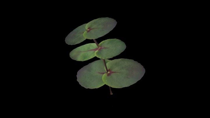 UE项目资源_模型资源_草1933