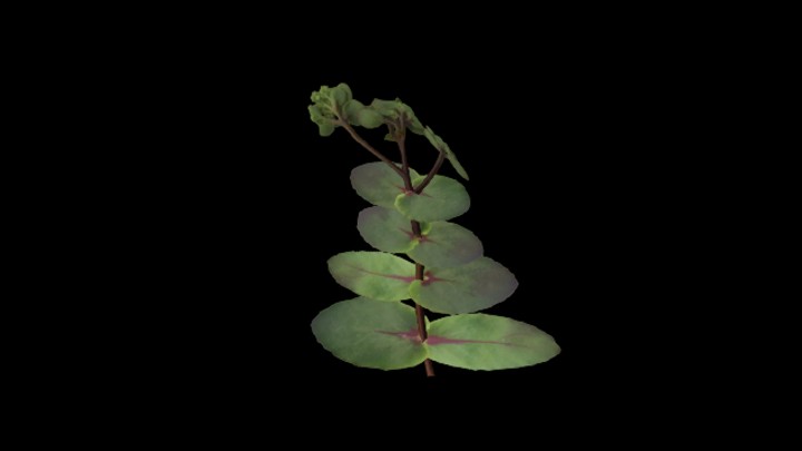 UE项目资源_模型资源_草1936