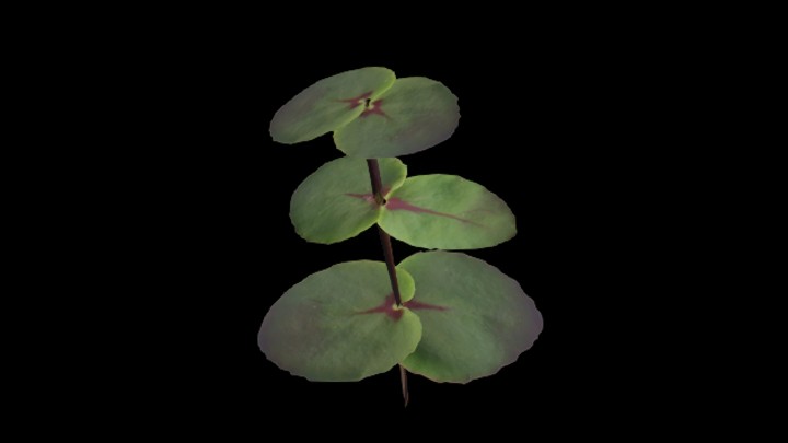 UE项目资源_模型资源_草1937