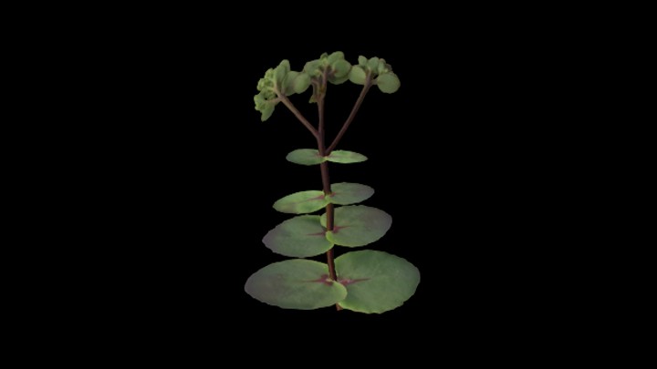 UE项目资源_模型资源_草1938