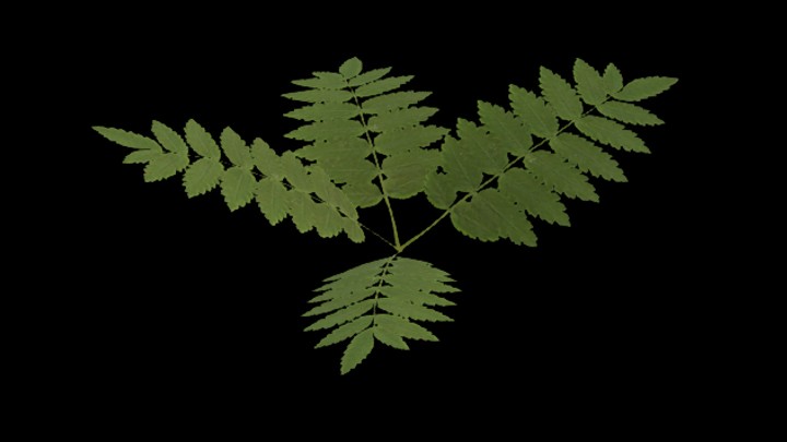 UE项目资源_模型资源_草1944