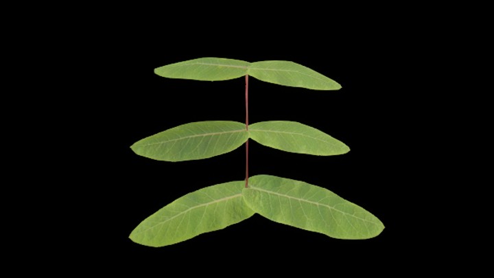 UE项目资源_模型资源_草1952