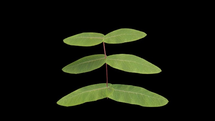 UE项目资源_模型资源_草1953