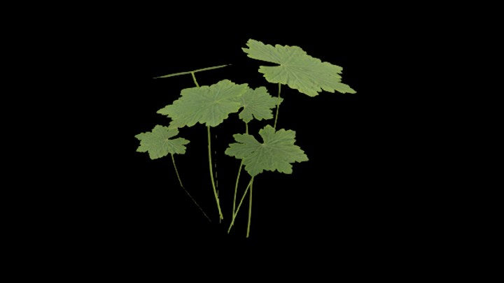 UE项目资源_模型资源_草1960